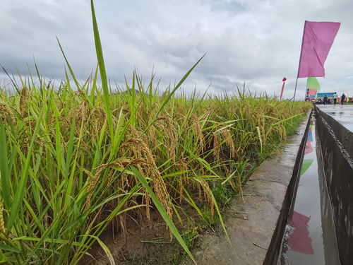 椰视频 亩产504公斤 水稻新品种 南桂占 在海南首种成功
